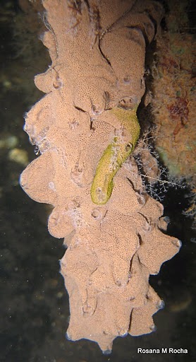 Image of Didemnum psammatodes